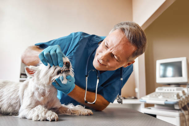 Best Same-Day Emergency Dental Services in St Leo, FL